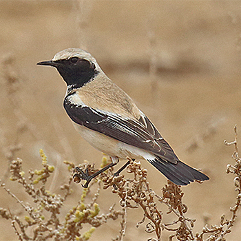 Desert Wheatear