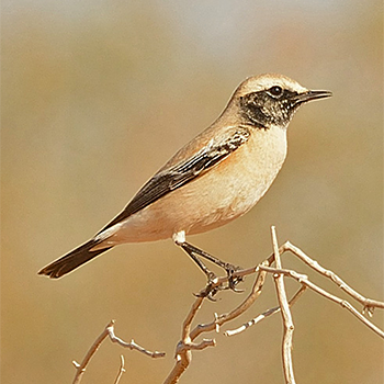 Desert Wheatear