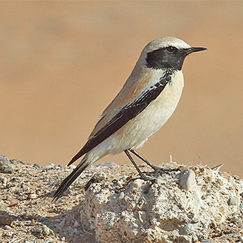 Desert Wheatear