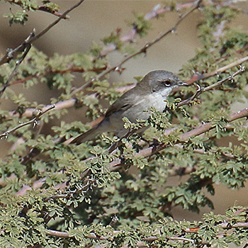 Desert Whitethroat