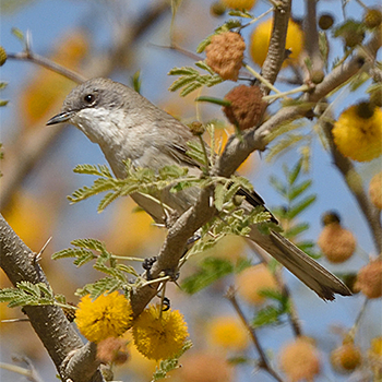 Desert Whitethroat