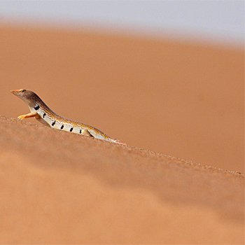 Eastern Sandfish (<em>Scincus mitranus</em>)