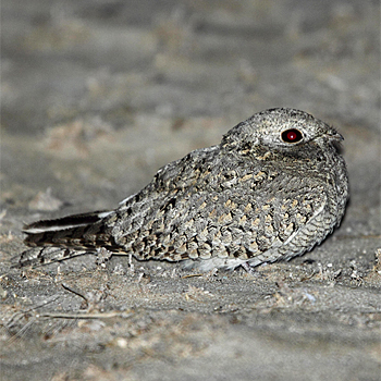 Egyptian Nightjar