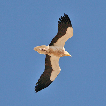 Egyptian Vulture