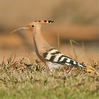 Eurasian Hoopoe