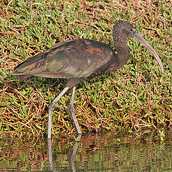 Glossy Ibis