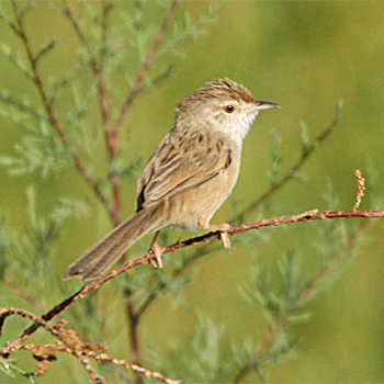 Graceful Prinia