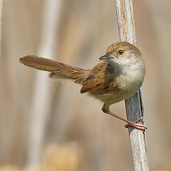 Graceful Prinia