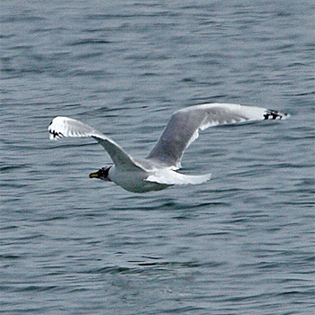 Pallas's Gull