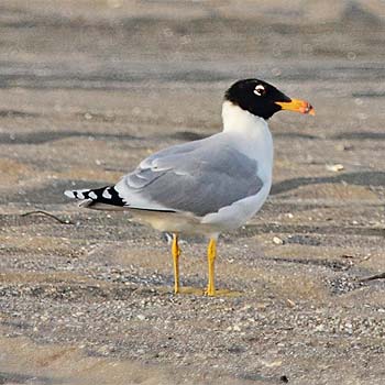 Pallas's Gull
