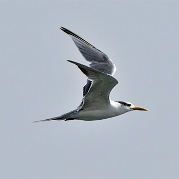 Great Crested Tern
