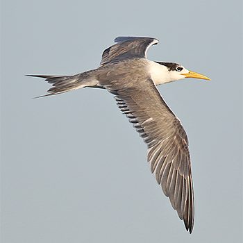Great Crested Tern