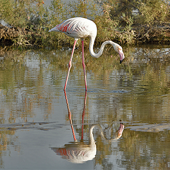 Greater Flamingo