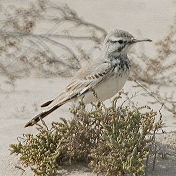 Greater Hoopoe-lark