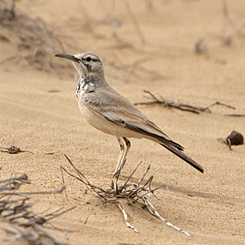 Greater Hoopoe-lark