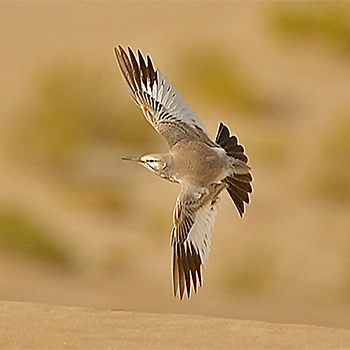 Greater Hoopoe-lark
