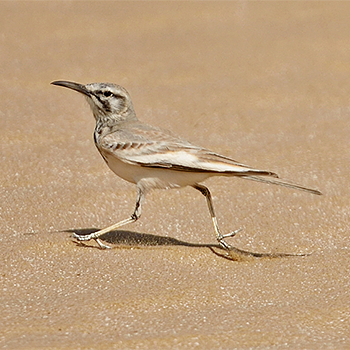 Greater Hoopoe-lark