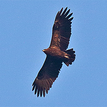 Greater Spotted Eagle
