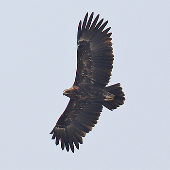 Greater Spotted Eagle
