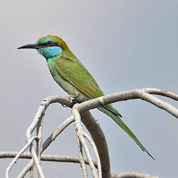 Green Bee-eater