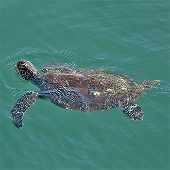 Green Turtle