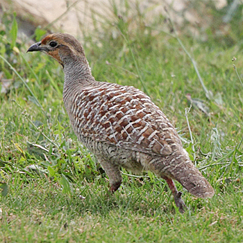 Grey Francolin
