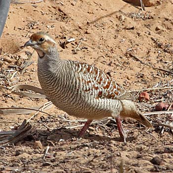 Grey Francolin
