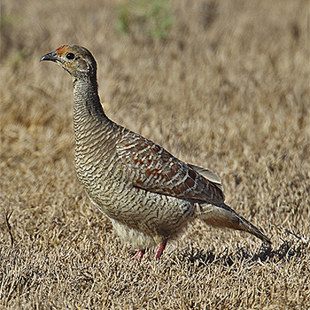 Grey Francolin