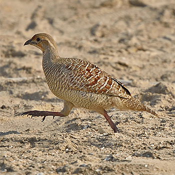 Grey Francolin