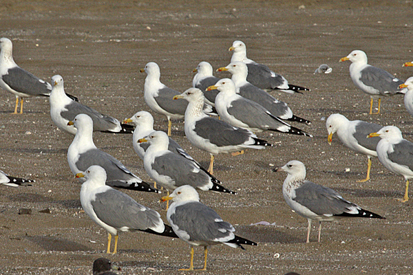 Lesser Black-backed (Heuglin's and Steppe) Gulls