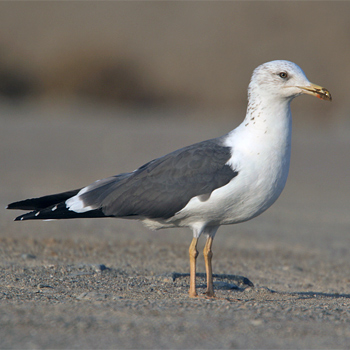 Lesser Black-backed (Heuglin's) Gull