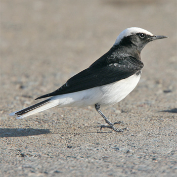 Hooded Wheatear