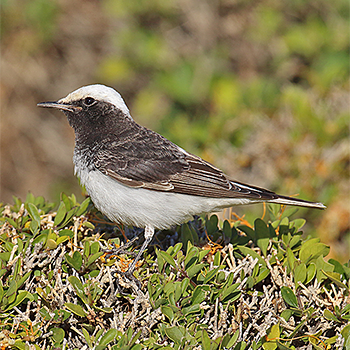 Hooded Wheatear