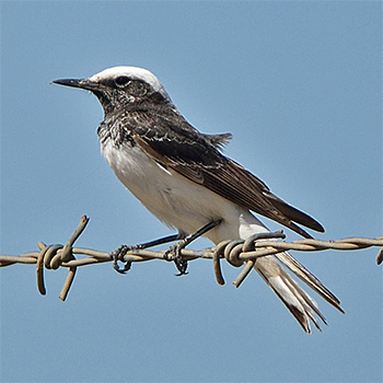 Hooded Wheatear