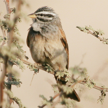 Striolated Bunting