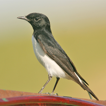 Hume's Wheatear