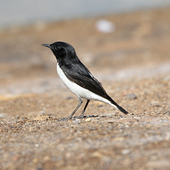 Hume's Wheatear