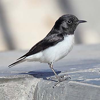 Hume's Wheatear