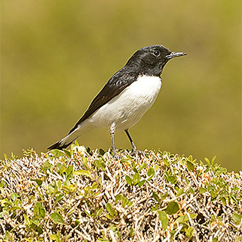 Hume's Wheatear