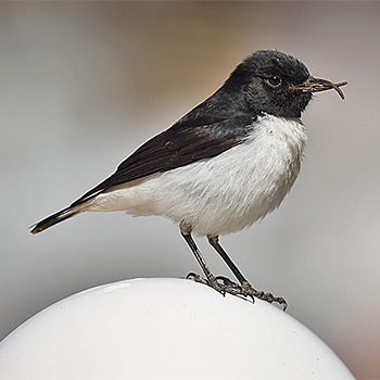 Hume's Wheatear