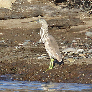 Indian Pond-heron