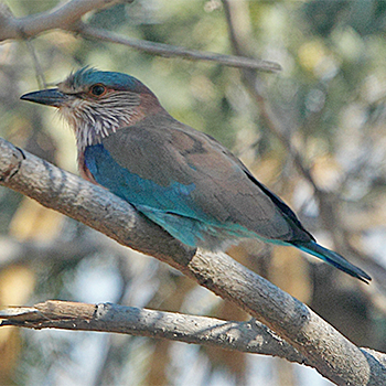 Indian Roller