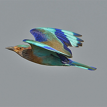 Indian Roller