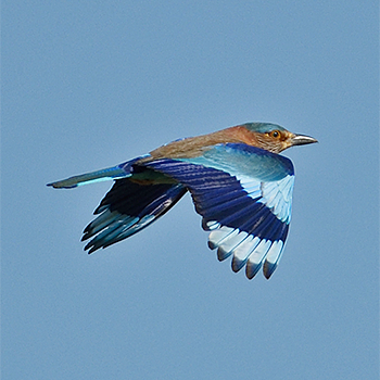 Indian Roller