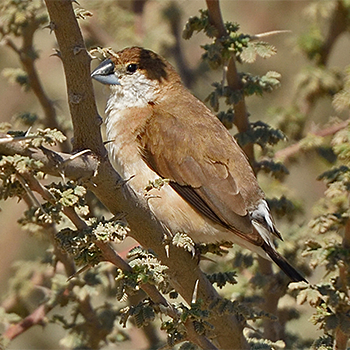 Indian Silverbill