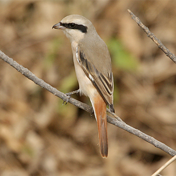 Red-tailed Shrike