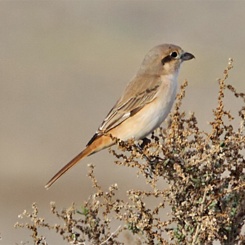 Red-tailed Shrike