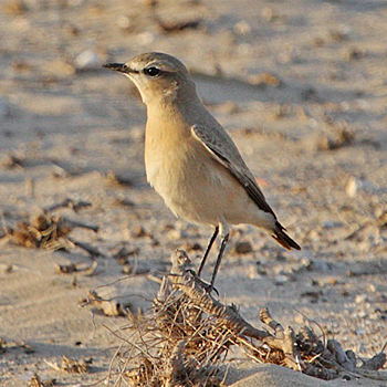 Isabelline Wheatear