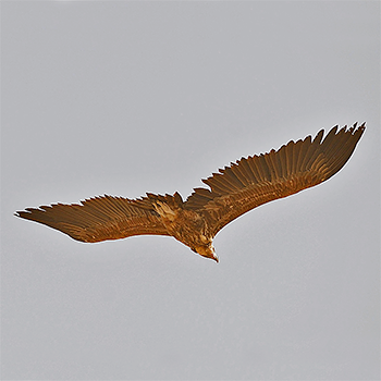 Lappet-faced Vulture