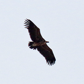 Lappet-faced Vulture